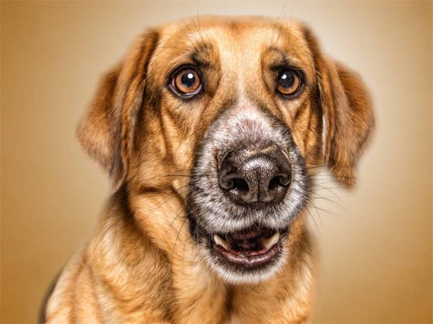 图片 巨型贵宾犬多少钱一只？最新价格表+选购指南（附品种特点与饲养建议）2.jpg