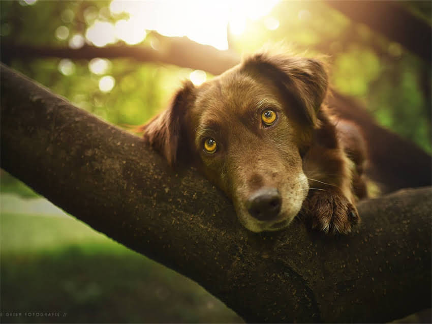图片 巨型贵宾犬幼犬期全：特征、饲养与训练指南（附成长时间表）1.jpg