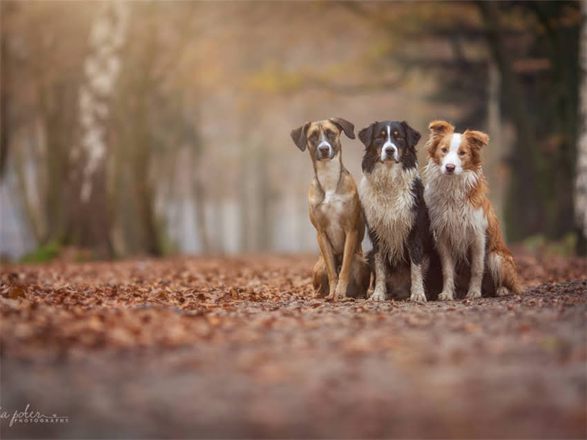 图片 巨型贵宾犬海外交易全流程：合法进口指南与市场深度调查2.jpg