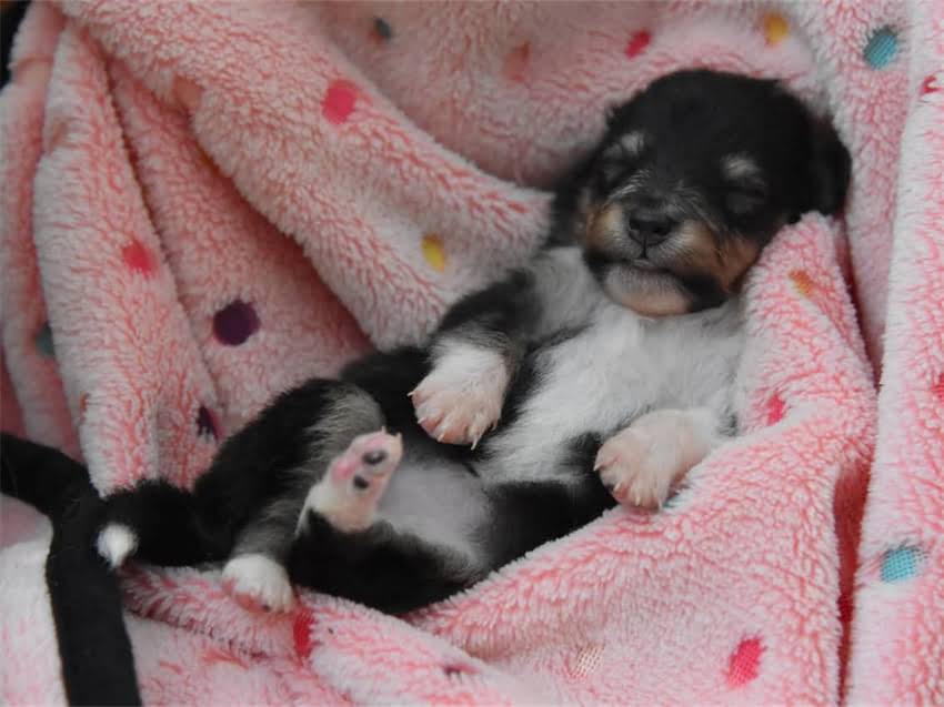 图片 巨型阿拉斯加犬体型特征鉴别指南1.jpg