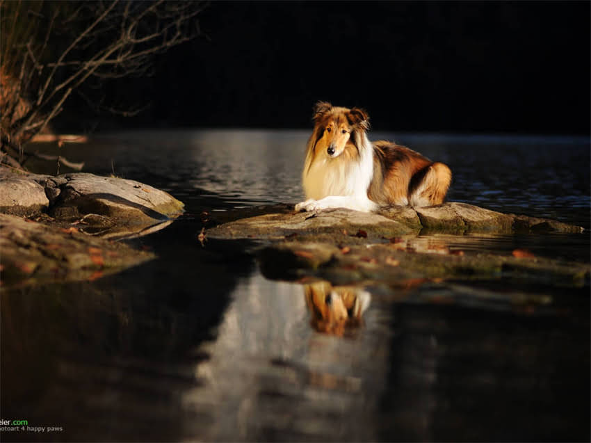 图片 巴哥犬×吉娃娃混血犬全攻略：品种特性、饲养要点与养护误区.jpg