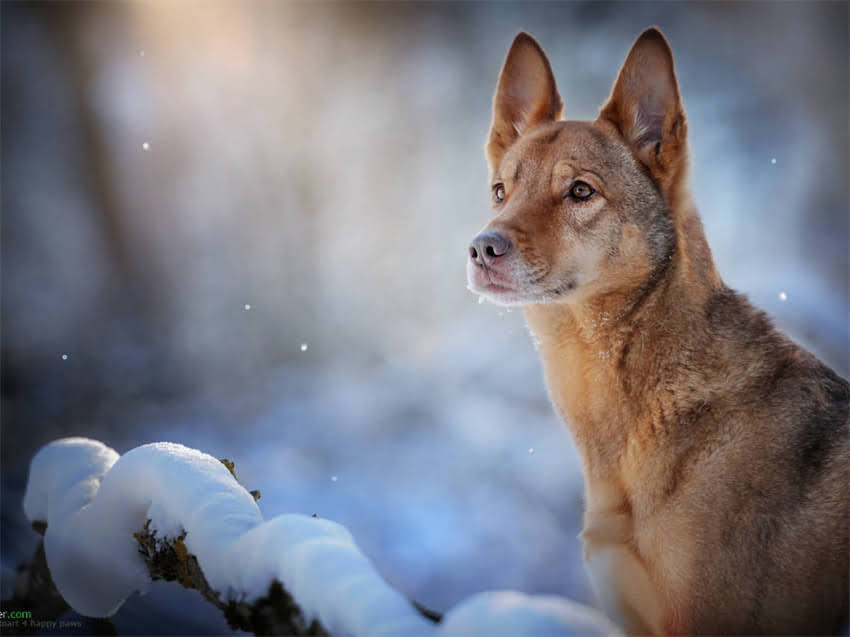 图片 巴哥犬×吉娃娃混血犬全攻略：品种特性、饲养要点与养护误区1.jpg