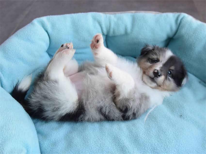 图片 巴哥犬×吉娃娃混血犬全攻略：品种特性、饲养要点与养护误区2.jpg