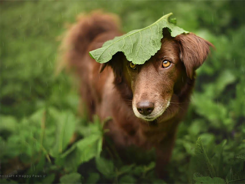图片 布偶猫主粮怎么选？深度皇家猫粮的科学配方与营养优势.jpg