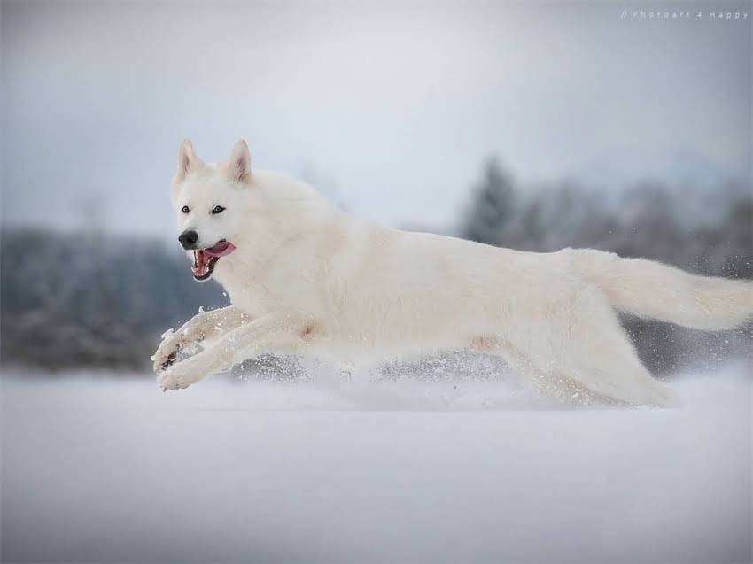图片 布吉宠物免费疫苗公益活动启动！权威机构联合接种宠物健康防护指南（最新版）1.jpg