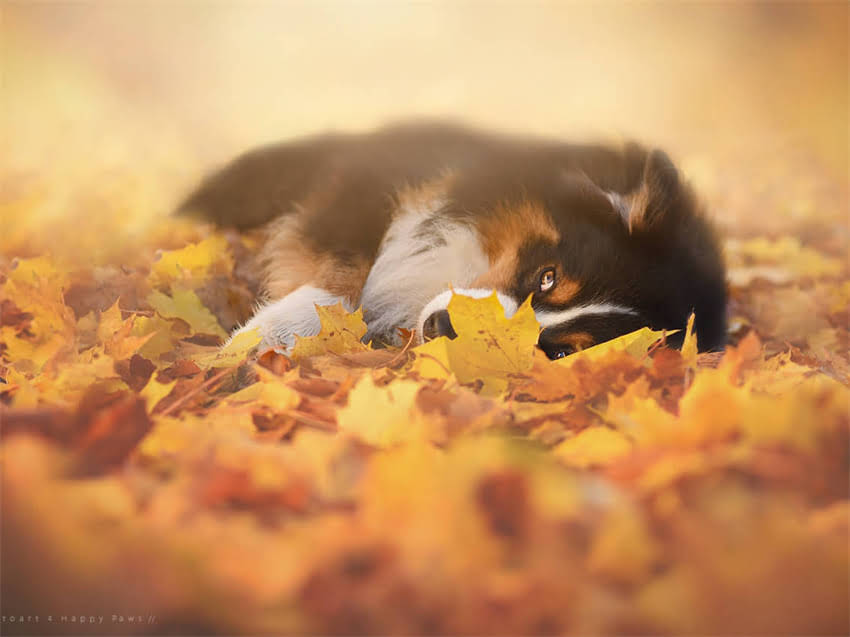 图片 布拉多犬VS金毛犬：品种对比，看完不再混淆.jpg