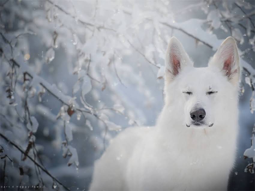 图片 布拉多犬VS金毛犬：品种对比，看完不再混淆1.jpg