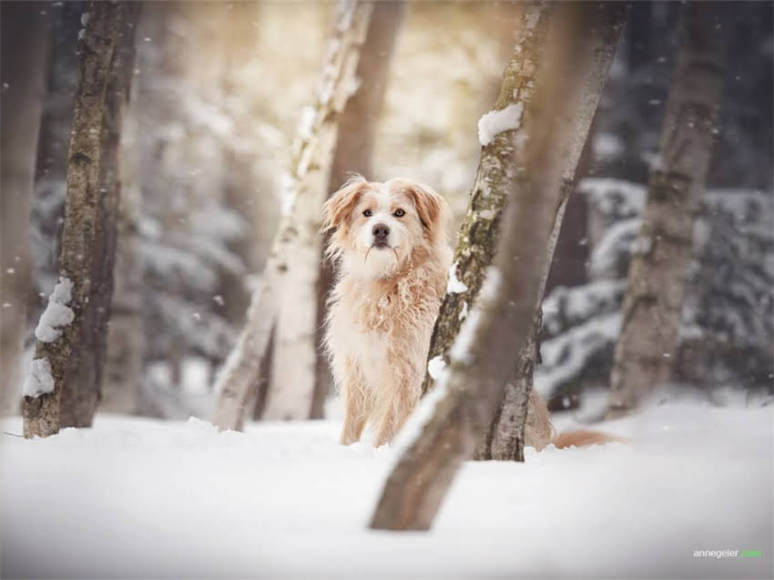 图片 布拉多犬VS金毛犬：品种对比，看完不再混淆2.jpg