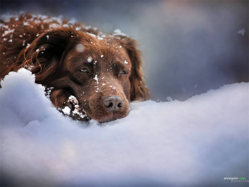 图片 希尔斯处方粮CD系列：科学喂养指南与功效，养猫必备全攻略.jpg