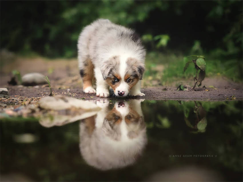 图片 希尔斯处方粮CD系列：科学喂养指南与功效，养猫必备全攻略1.jpg