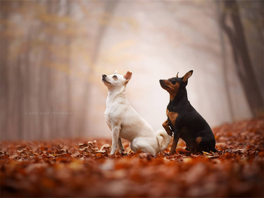 图片 希尔斯处方粮CD系列：科学喂养指南与功效，养猫必备全攻略2.jpg