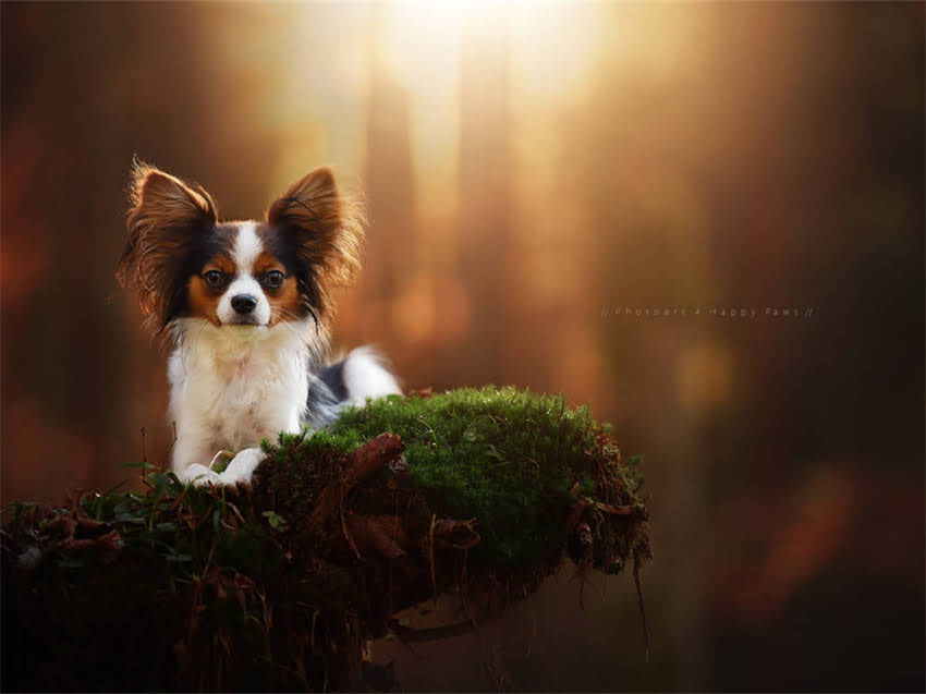 图片 带血统证书的拉布拉多捡漏攻略：如何辨别+血统查询全指南🐾1.jpg