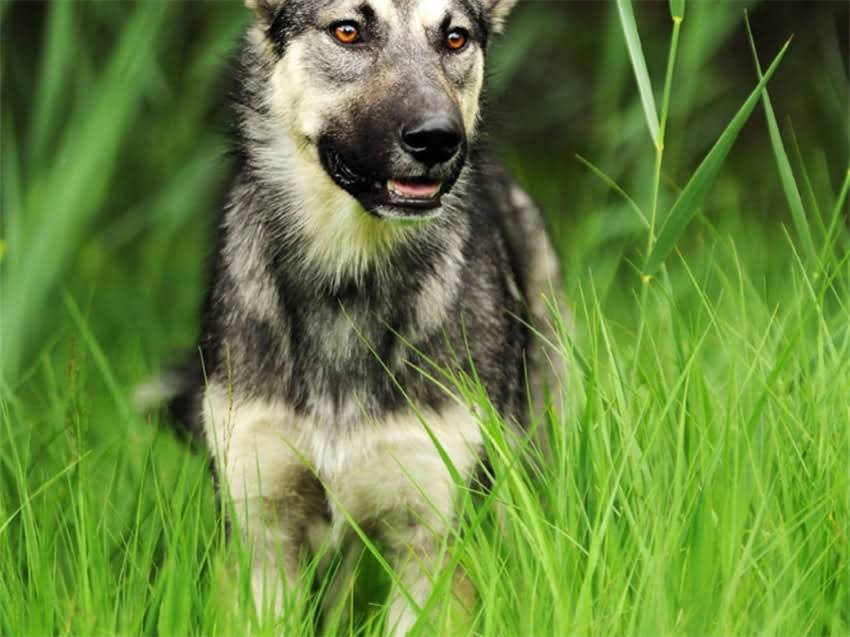 图片 带血统证书的拉布拉多捡漏攻略：如何辨别+血统查询全指南🐾2.jpg