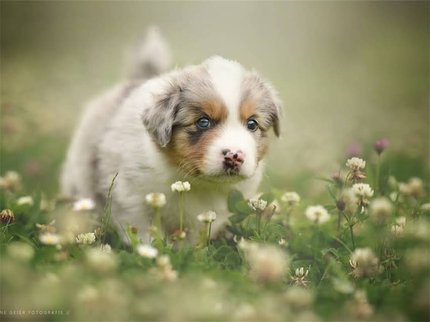 图片 常州美系博美价格全：品种特性选购指南饲养成本1.jpg