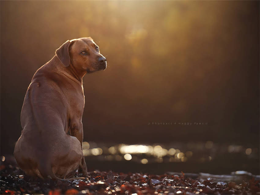 图片 常州美系博美价格全：品种特性选购指南饲养成本2.jpg