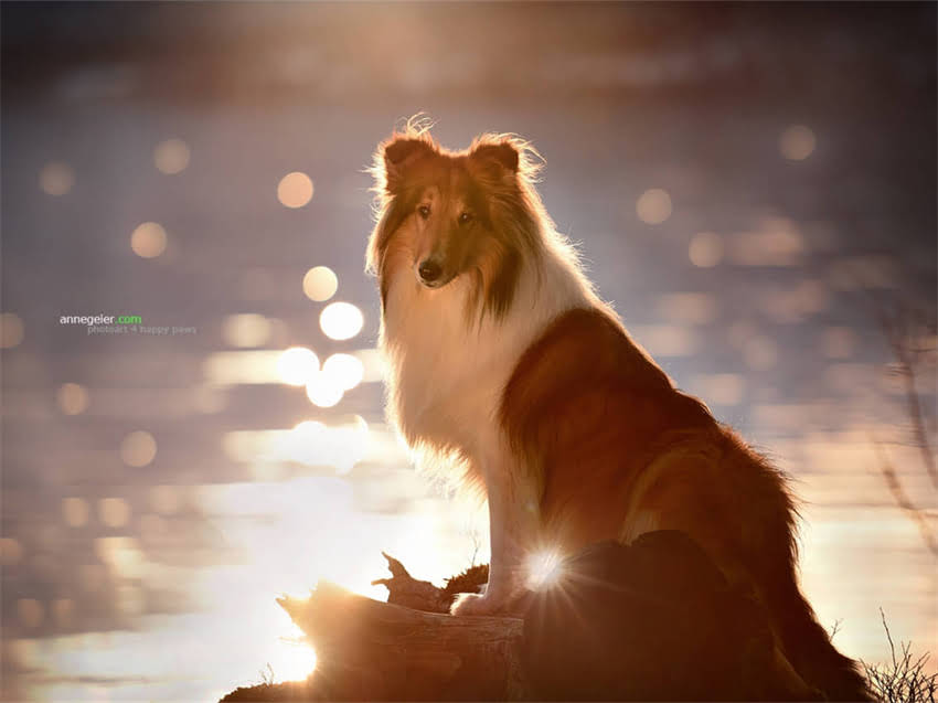 图片 常州龙猫养殖基地联系方式+价格+养殖技术，最新信息1.jpg