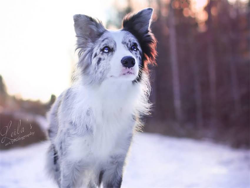 图片 常州龙猫养殖基地联系方式+价格+养殖技术，最新信息2.jpg