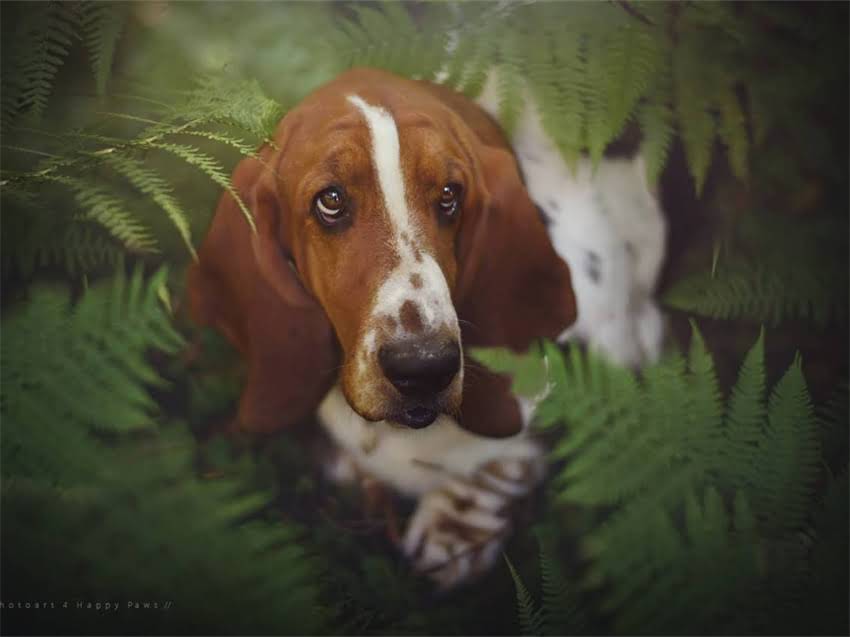 图片 平民柯基怎么喂？5大平价饮食方案+避坑指南（附最新推荐）.jpg