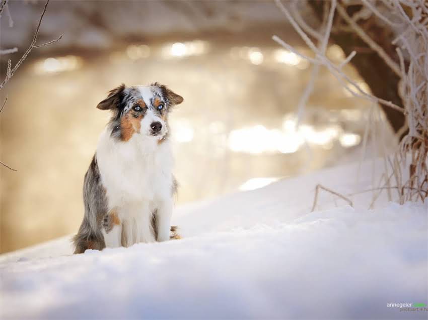 图片 平民柯基怎么喂？5大平价饮食方案+避坑指南（附最新推荐）1.jpg