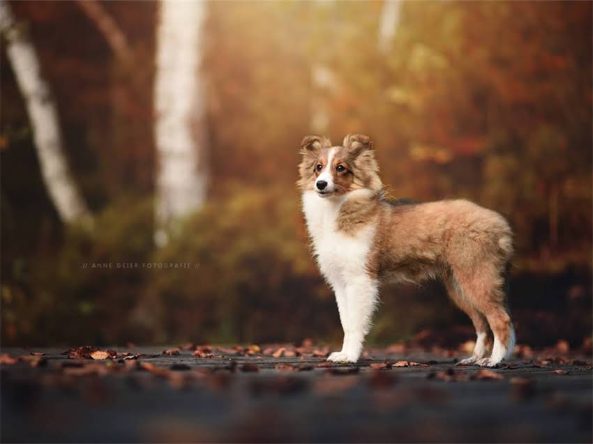 图片 幼年阿拉斯加科学喂养指南：月龄营养需求与禁忌全（附成长对照表）.jpg