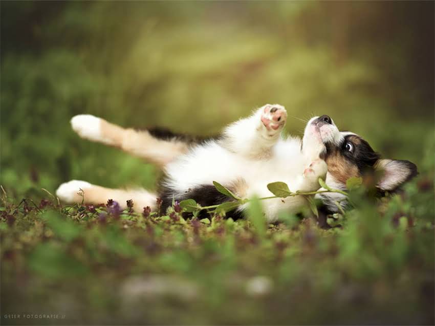 图片 幼年阿拉斯加科学喂养指南：月龄营养需求与禁忌全（附成长对照表）1.jpg