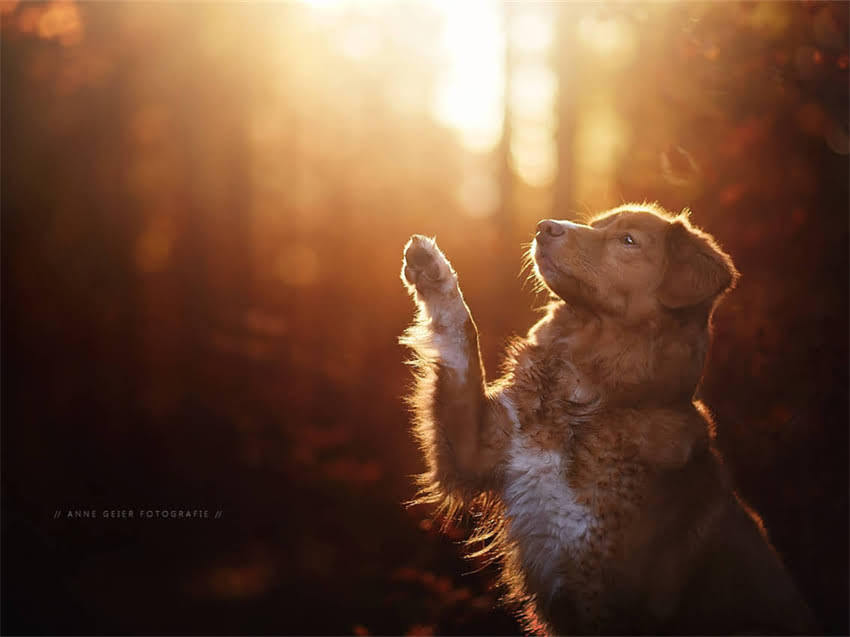 图片 幼年阿拉斯加科学喂养指南：月龄营养需求与禁忌全（附成长对照表）2.jpg