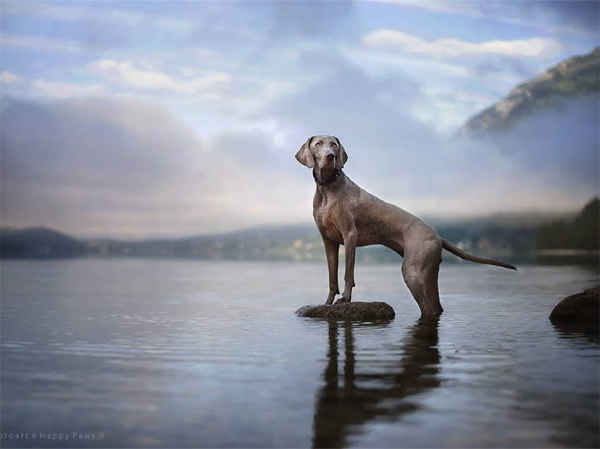 图片 幼犬便秘急救指南：1个月大小狗便秘的5大处理方案与预防措施1.jpg