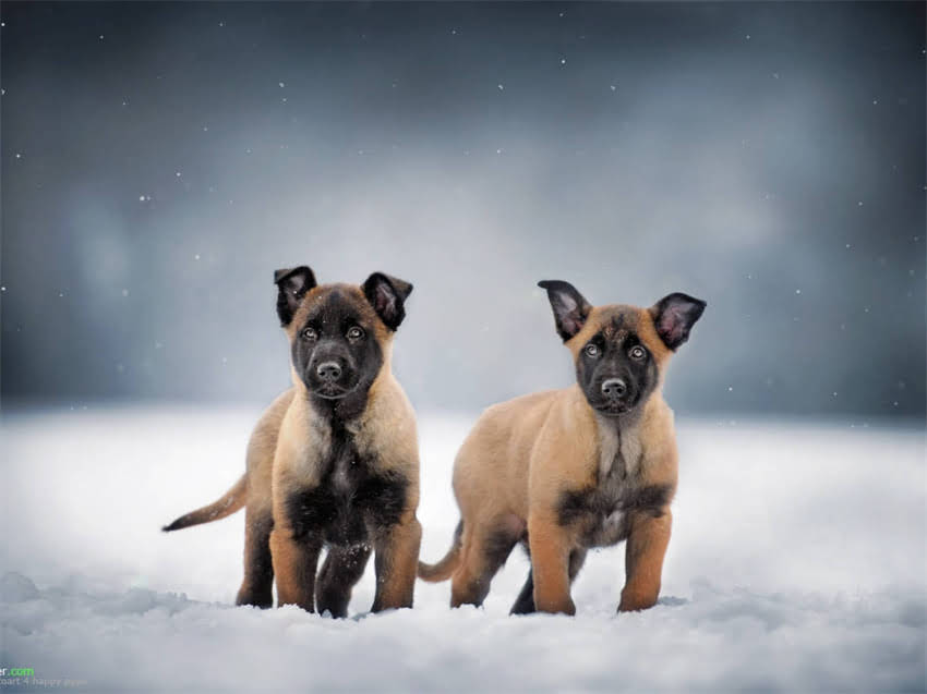 图片 幼犬出生几天打疫苗？最新疫苗接种时间表及科学养护指南.jpg