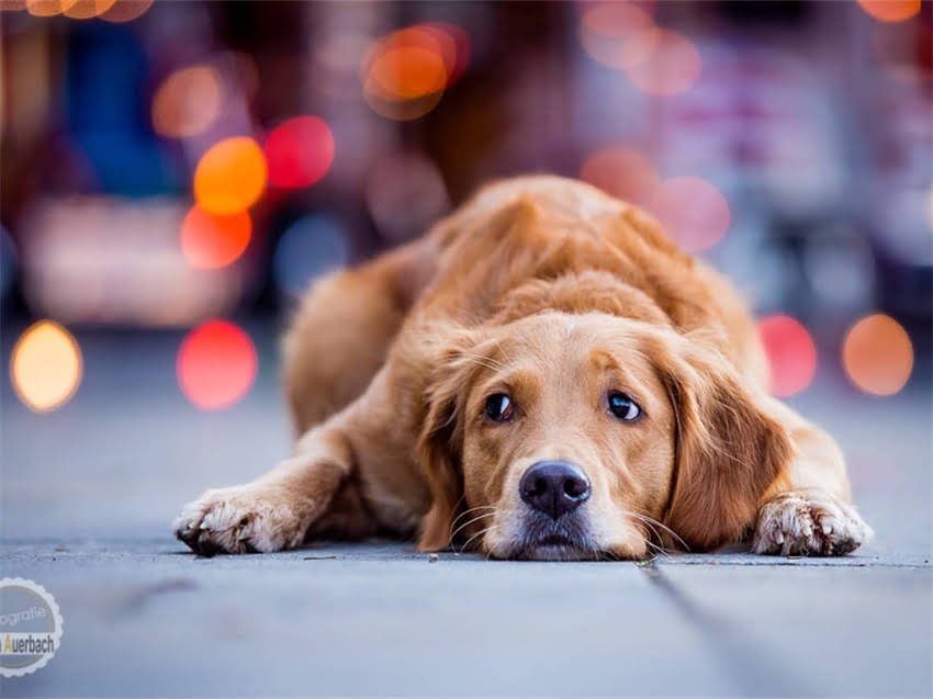 图片 幼犬博美洗澡后肠胃紊乱应对指南：5大处理原则+3类禁用产品清单1.jpg