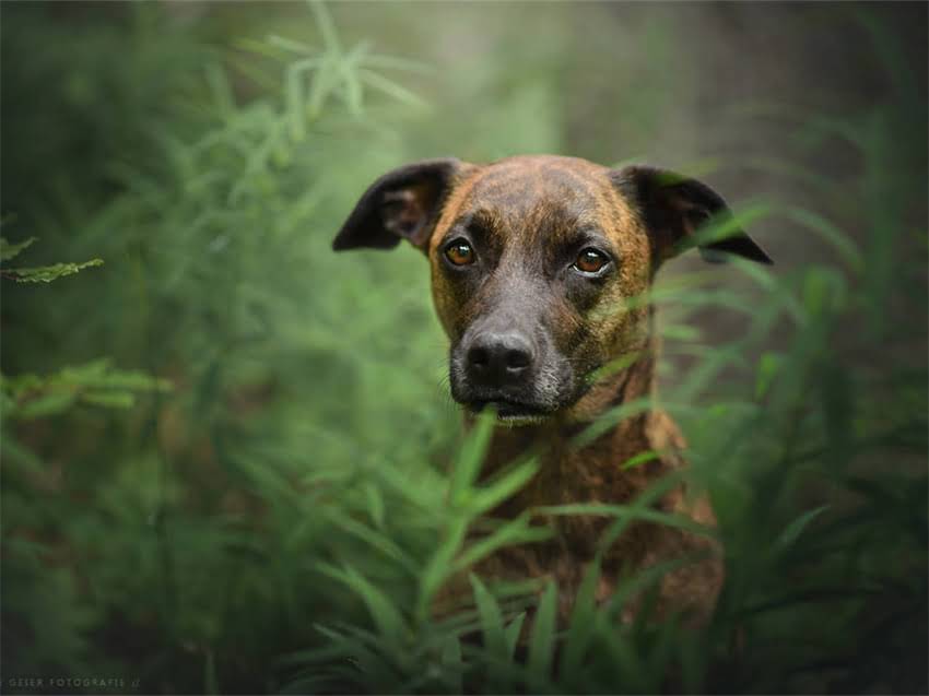 图片 幼犬博美洗澡后肠胃紊乱应对指南：5大处理原则+3类禁用产品清单2.jpg