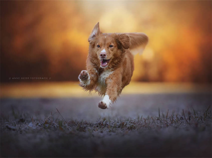 图片 幼犬吐狗粮没精神怎么办？7大原因与应对指南（附喂食建议）2.jpg