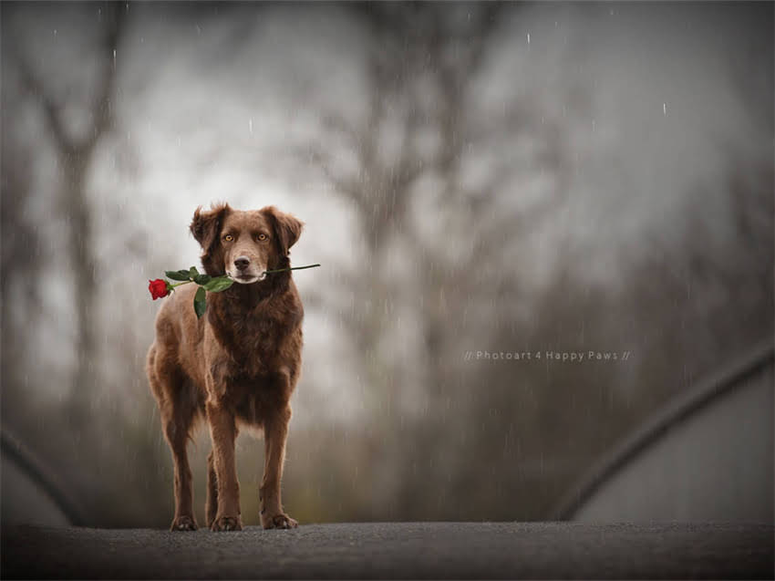 图片 幼犬哺乳期科学喂养指南：0-12周吃奶时间表与护理要点.jpg