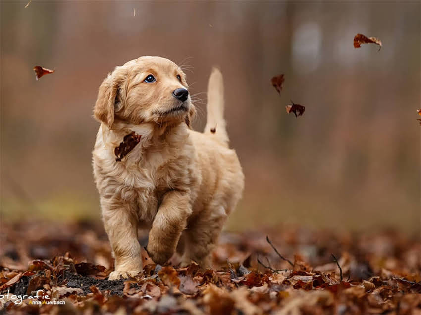 图片 幼犬喂养关键期：0-12个月营养需求全.jpg