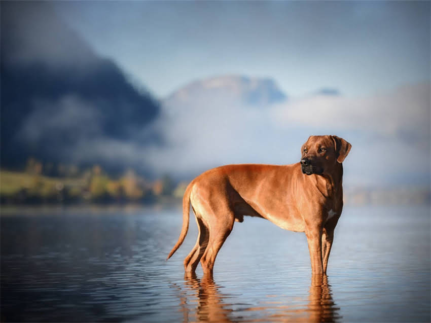 图片 幼犬喂养关键期：0-12个月营养需求全1.jpg