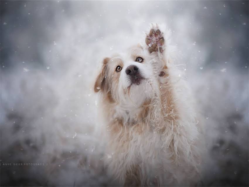 图片 幼犬喂养关键期：0-12个月营养需求全2.jpg