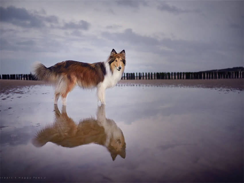 图片 幼犬必打的3针疫苗全：品牌选择、接种时间及注意事项2.jpg