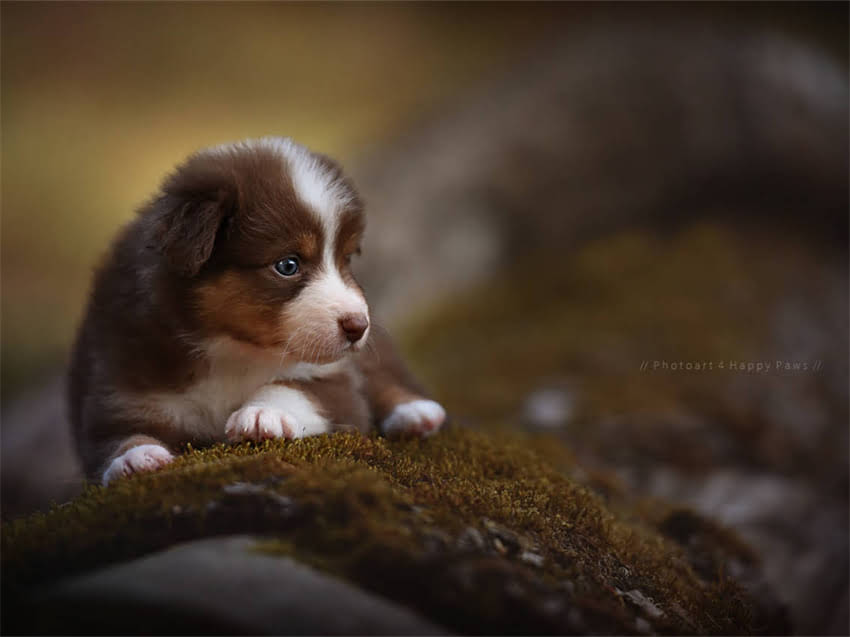 图片 幼犬必看！3针还是5针？全面小狗疫苗接种全流程2.jpg