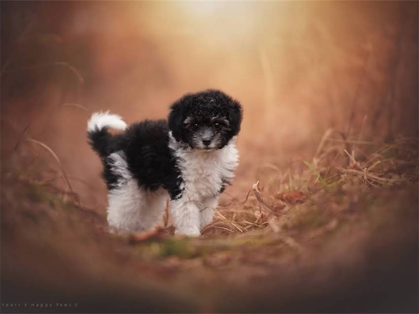 图片 幼犬拉布拉多论坛经验分享：新手必看的饲养全攻略与科学指南1.jpg