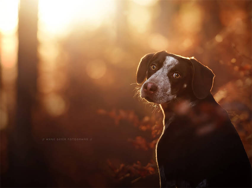 图片 幼犬拉布拉多论坛经验分享：新手必看的饲养全攻略与科学指南2.jpg