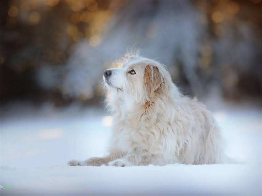 图片 幼犬拉布拉多辨别全攻略：从特征识别到科学饲养的120天指南.jpg