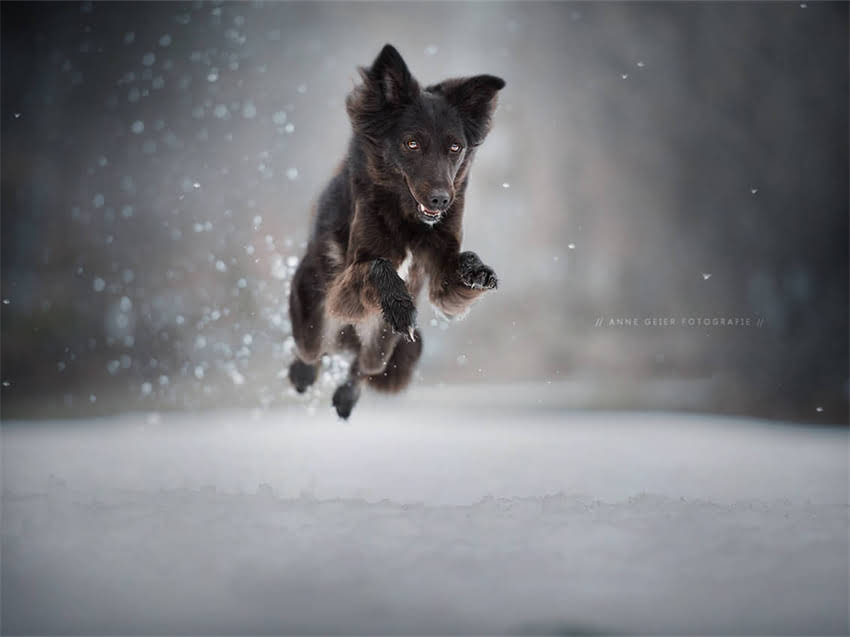 图片 幼犬拉布拉多辨别全攻略：从特征识别到科学饲养的120天指南1.jpg