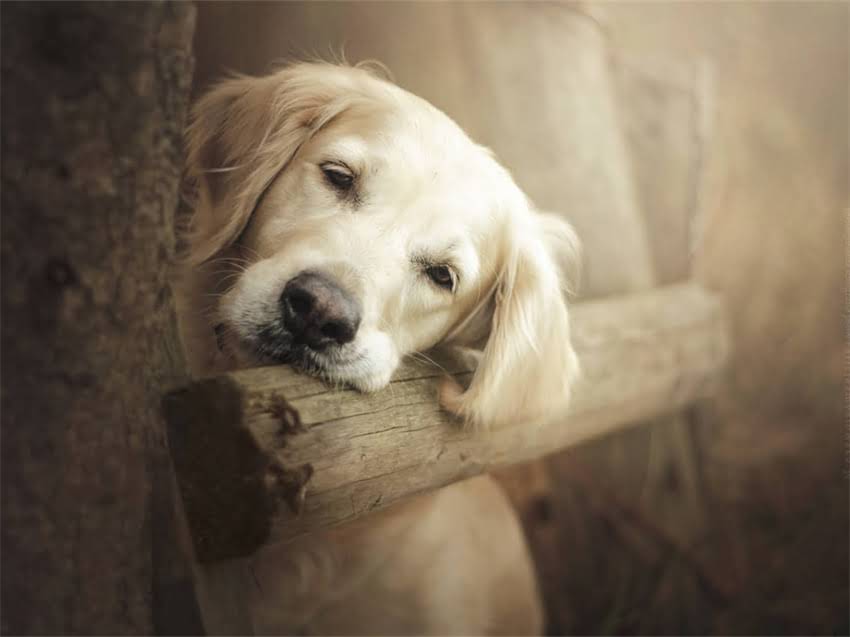 图片 幼犬接种疫苗后持续咳嗽？5大原因与科学应对指南.jpg