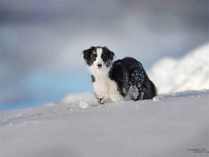 图片 幼犬接种疫苗后持续咳嗽？5大原因与科学应对指南2.jpg