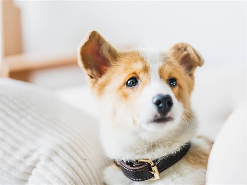 图片 幼犬溜达指南：1-12月科学遛狗时间表及注意事项（附疫苗与社交训练全攻略）.jpg