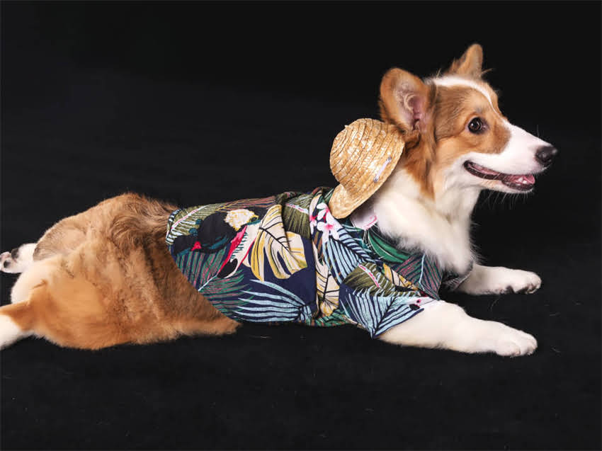 图片 幼犬溜达指南：1-12月科学遛狗时间表及注意事项（附疫苗与社交训练全攻略）1.jpg