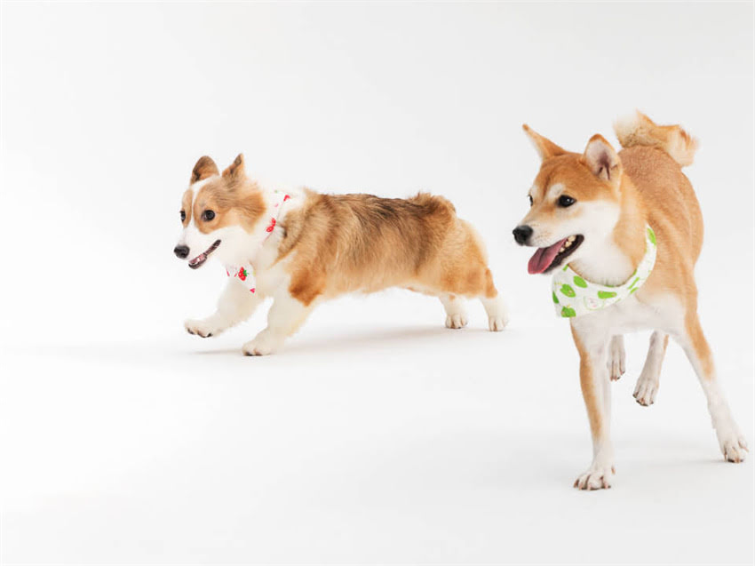 图片 幼犬狂犬疫苗最佳接种时间及注意事项全（最新指南）1.jpg