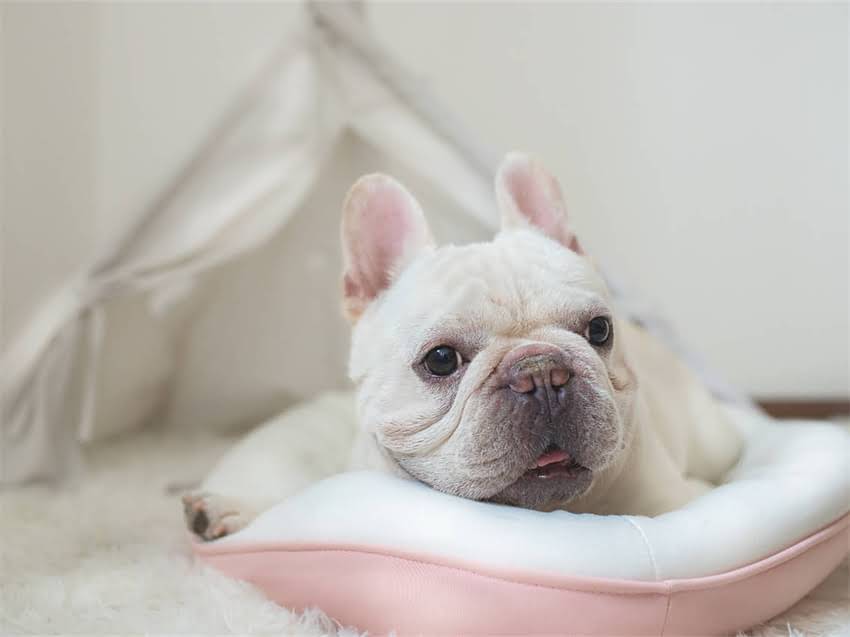 图片 幼犬狗粮怎么拌？5种最佳搭配方法及注意事项（附食谱）.jpg