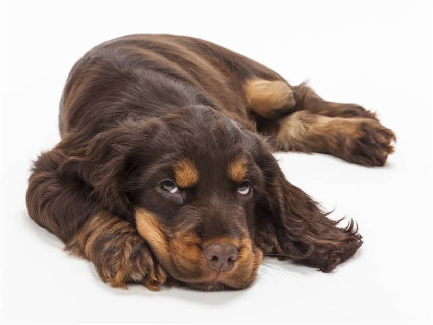 图片 幼犬狗粮怎么拌？5种最佳搭配方法及注意事项（附食谱）1.jpg