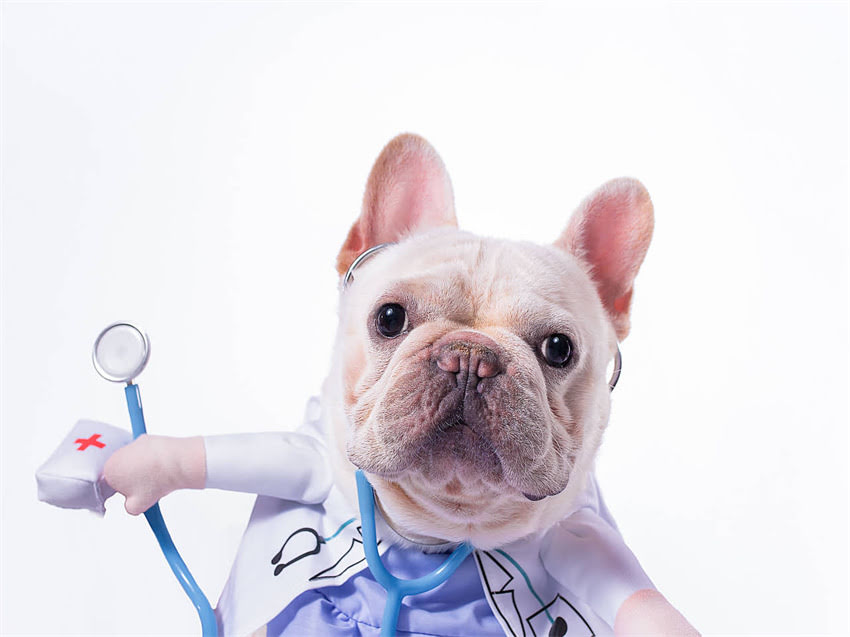 图片 幼犬狗粮怎么拌？5种最佳搭配方法及注意事项（附食谱）2.jpg