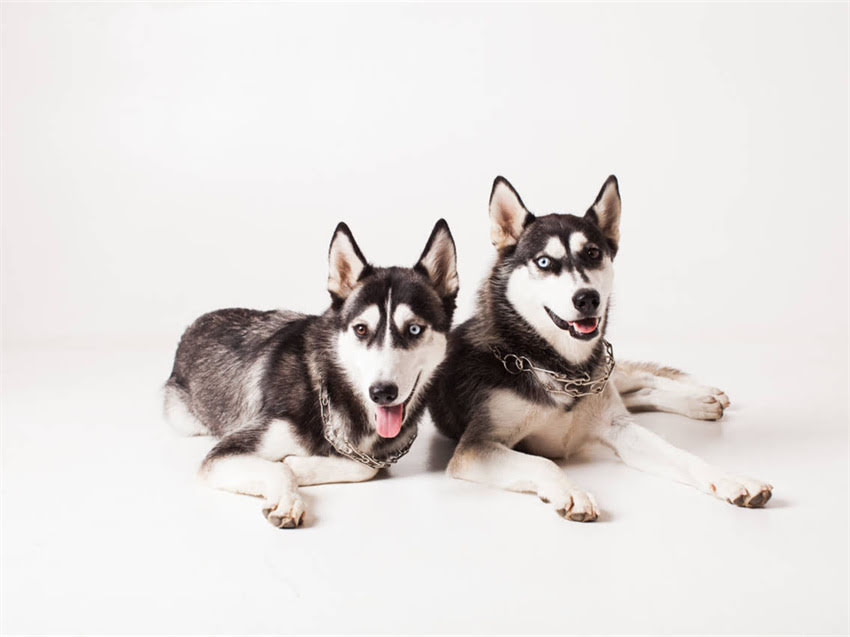 图片 幼犬狗粮选择全攻略：5大黄金标准与10款优质品牌推荐（附喂养指南）1.jpg